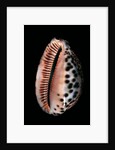 Cypraea arabica by Anonymous