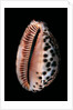 Cypraea arabica by Anonymous