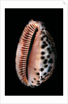 Cypraea arabica by Anonymous