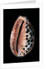 Cypraea arabica by Anonymous