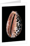 Cypraea arabica by Anonymous