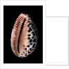 Cypraea arabica by Anonymous