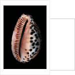 Cypraea arabica by Anonymous