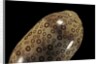 Cypraea argus by Anonymous