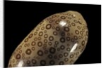 Cypraea argus by Anonymous