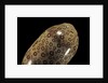 Cypraea argus by Anonymous
