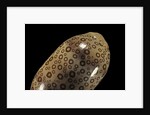 Cypraea argus by Anonymous