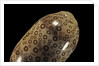 Cypraea argus by Anonymous