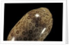 Cypraea argus by Anonymous