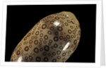Cypraea argus by Anonymous