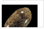 Cypraea argus by Anonymous