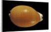 Cypraea aurantium by Anonymous