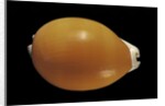 Cypraea aurantium by Anonymous