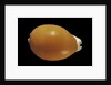 Cypraea aurantium by Anonymous