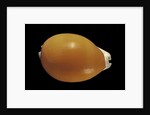 Cypraea aurantium by Anonymous