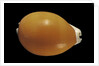 Cypraea aurantium by Anonymous