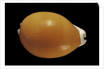 Cypraea aurantium by Anonymous