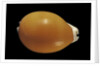 Cypraea aurantium by Anonymous
