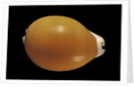 Cypraea aurantium by Anonymous