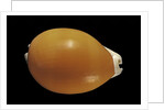 Cypraea aurantium by Anonymous