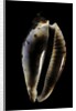 Cypraea friendi by Anonymous