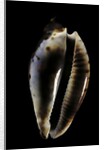 Cypraea friendi by Anonymous