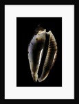 Cypraea friendi by Anonymous