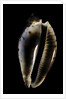 Cypraea friendi by Anonymous