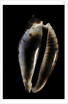 Cypraea friendi by Anonymous
