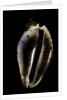 Cypraea friendi by Anonymous