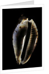 Cypraea friendi by Anonymous