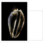 Cypraea friendi by Anonymous