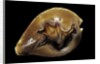 Cypraea fultoni by Anonymous
