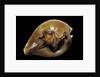 Cypraea fultoni by Anonymous