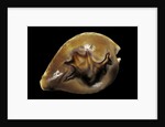 Cypraea fultoni by Anonymous