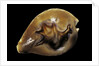 Cypraea fultoni by Anonymous