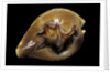 Cypraea fultoni by Anonymous