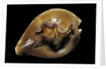 Cypraea fultoni by Anonymous