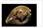 Cypraea fultoni by Anonymous