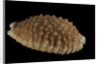 Cypraea granulata by Anonymous