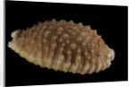 Cypraea granulata by Anonymous