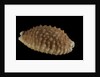 Cypraea granulata by Anonymous