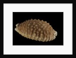 Cypraea granulata by Anonymous