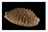 Cypraea granulata by Anonymous