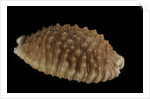Cypraea granulata by Anonymous