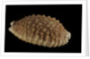 Cypraea granulata by Anonymous