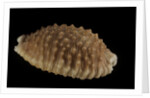 Cypraea granulata by Anonymous