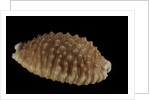 Cypraea granulata by Anonymous