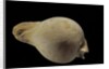 Cypraea hesitata by Anonymous