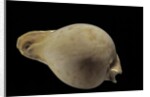 Cypraea hesitata by Anonymous
